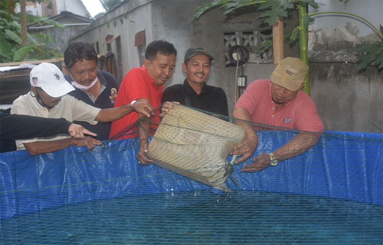 Penebaran Pertama Bibit Lele
